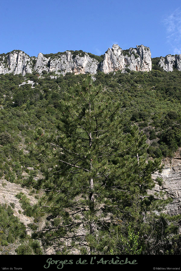 20100513_vallontiourre1