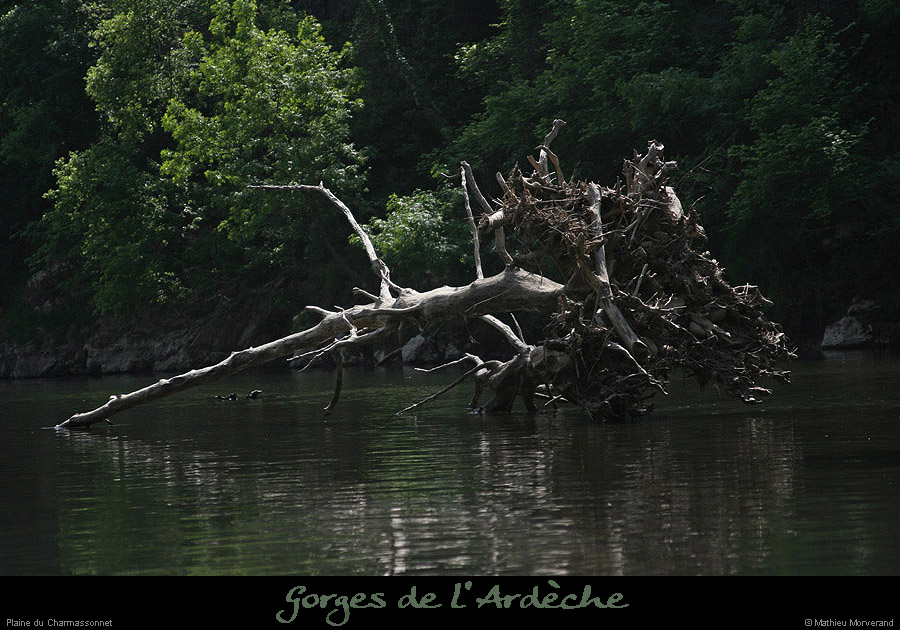 20110421_charmassonnet_rivesud1