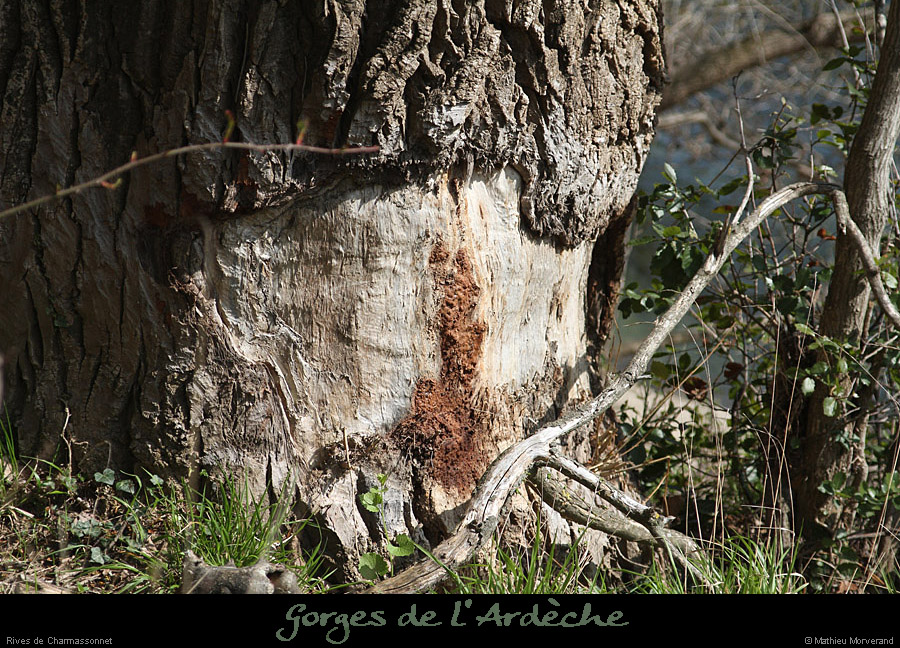 20130407_charmassonnet_arbreacastor