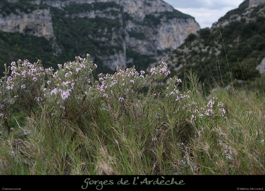 20130421_pentescharmasson_thym