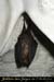 20090220_faillesaleyron_grottessarche_chauvesouris