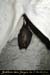 20090220_faillesaleyron_grottessarche_chauvesouris2