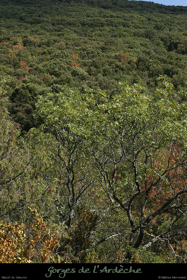 20090815_massifsaleyronparlest