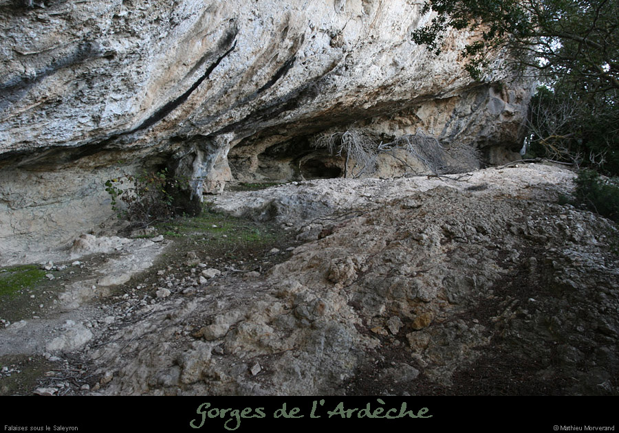 20081221_piedfalaisessaleyron2