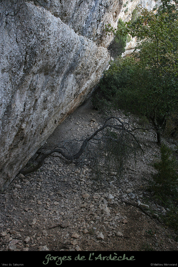 20090823_baumessaleyronest2