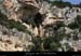 20110413_cirquegaud_grdebaume1