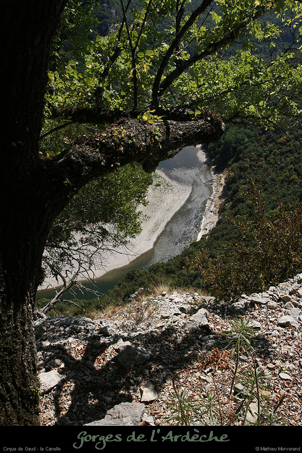 20090820_caneledevireint3