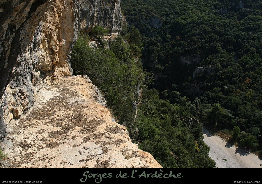 20090820_virecaprineint02