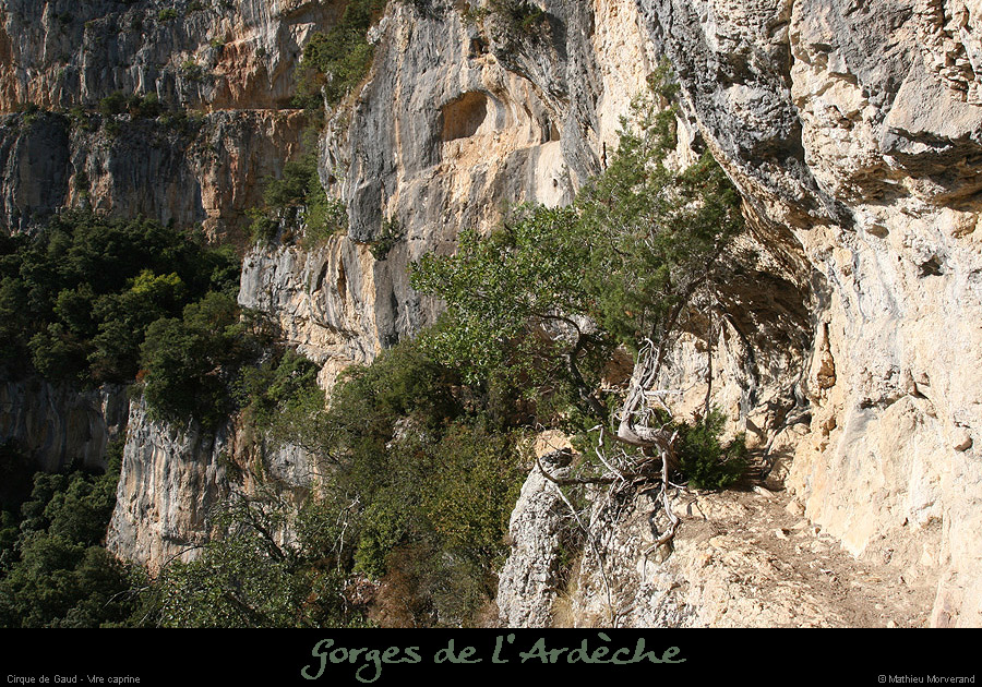 20090830_cirquegaud_virecaprine4
