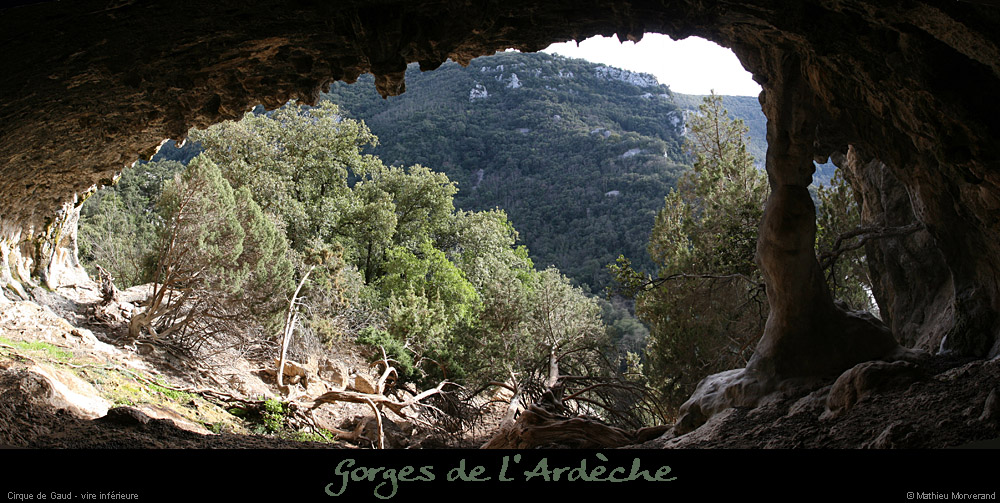 20080301_gaud_vireinf_baume4