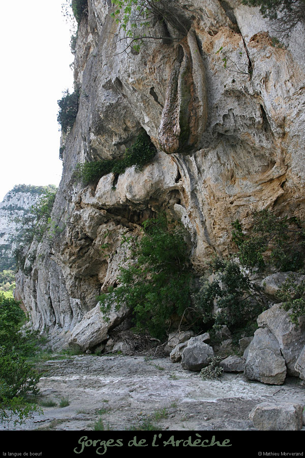 20110427_languedeboeuf