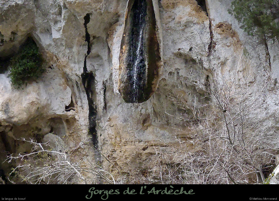 20130405_languedeboeuf
