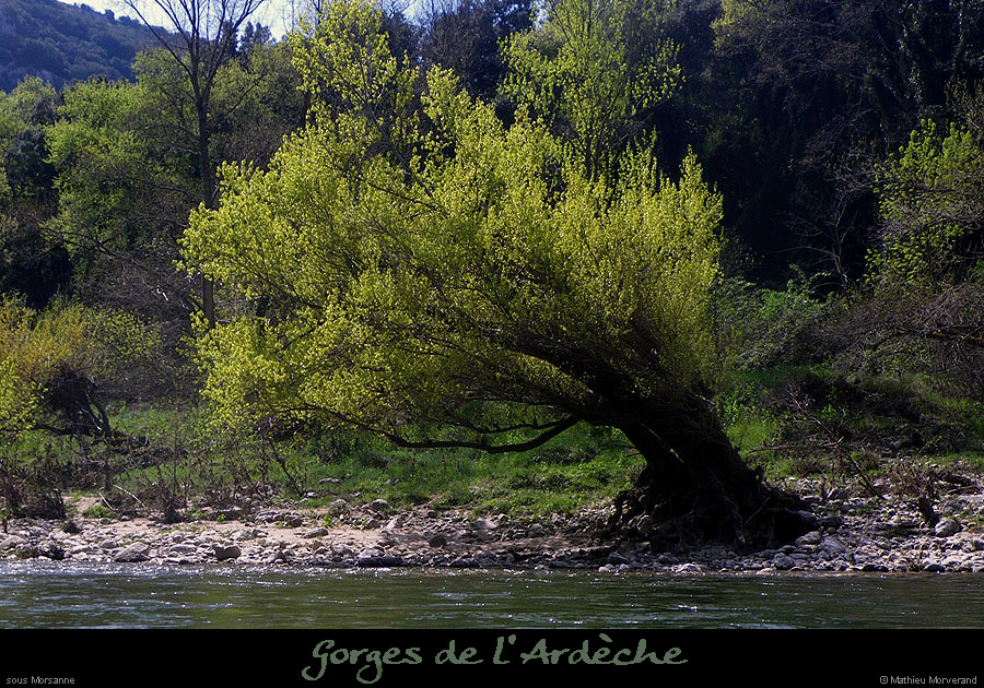 20100411_ammorsanne2