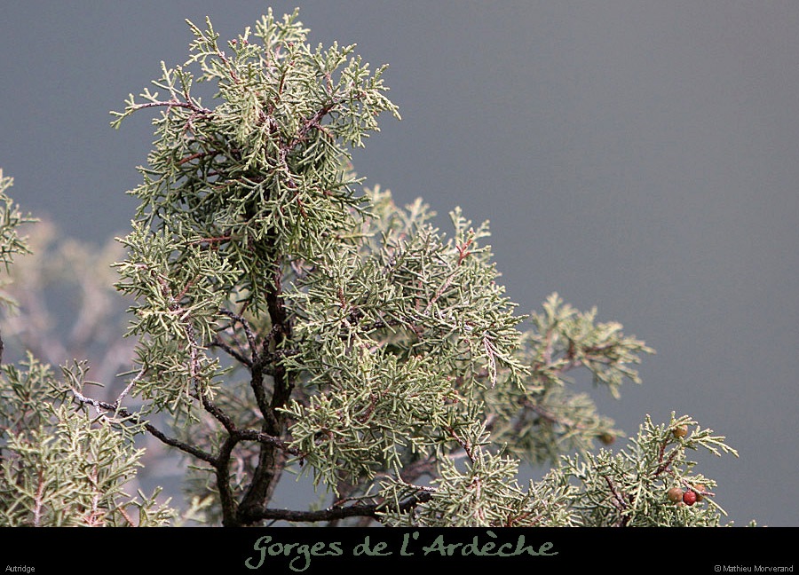 20130330_autridgephenicie