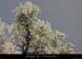 20130330_autridgephenicie