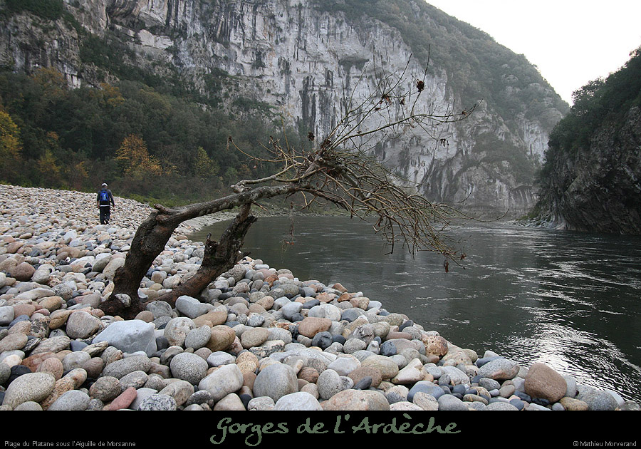 20061203_platane8
