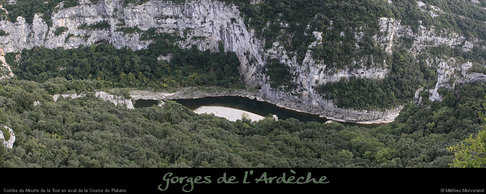 20081005_avalplatane