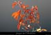 20080927_belvmanteauroyal