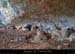 20140222_baumesssfalaisesabeilleres3