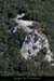 20140222_chanetdepuispentesabeilleres2