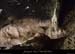 20140301_baumesfourromains09