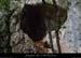 20140301_baumespresfourromaindecornicheabeilleres1