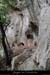 20140301_baumespresfourromaindecornicheabeilleres3