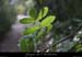 20081005_mourredelatour_veg