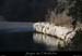 20080101_elephants1