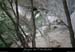20070430_gournierderdbaume2