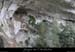 20070430_gournierderdbaume3
