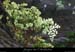 20071021_baumeflassade_plante