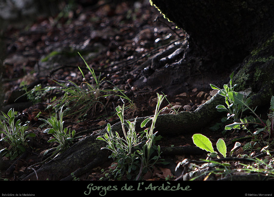 20130330_belvmadeleine1