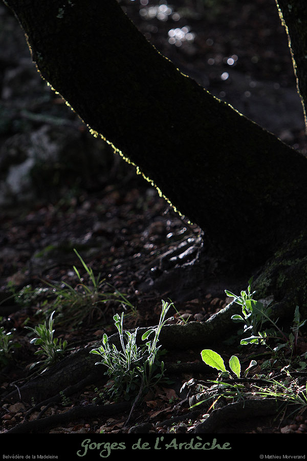 20130330_belvmadeleine3