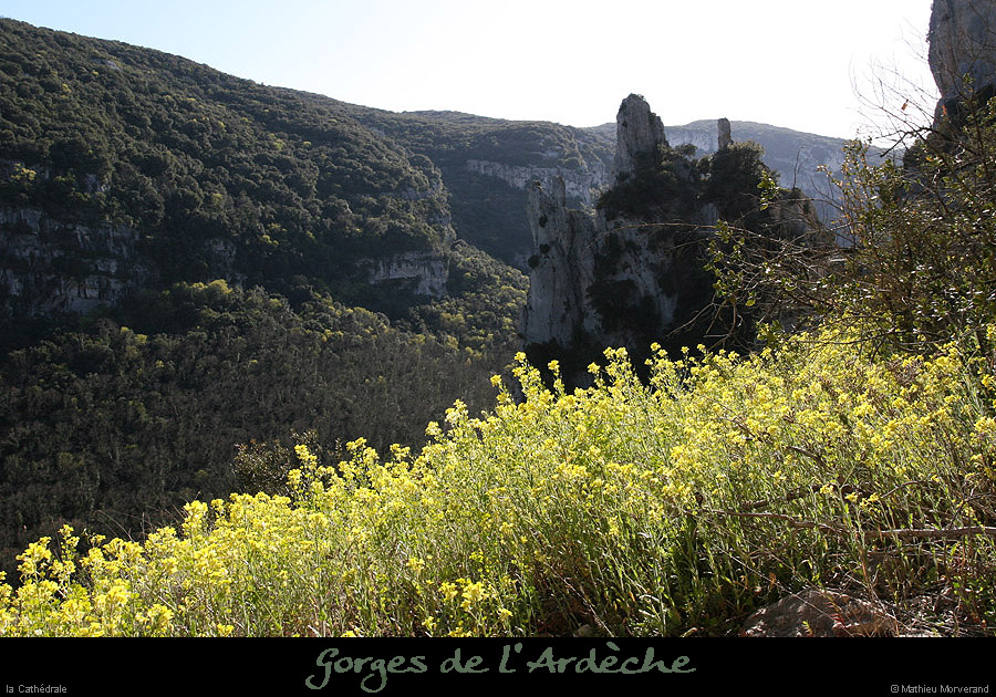 20100405_viresousmalbosc_fleurs06