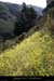 20100405_viresousmalbosc_fleurs08