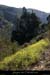 20100405_viresousmalbosc_fleurs11