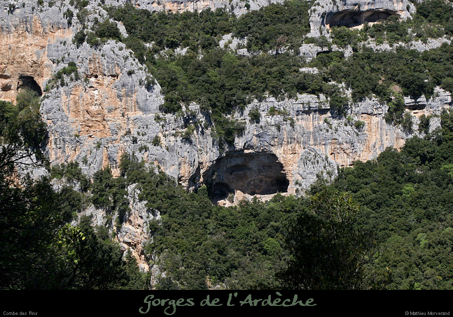 20100427_combedespinsdeviresvalaurie