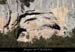20110205_combedespins_depuisviresdevalaurie2