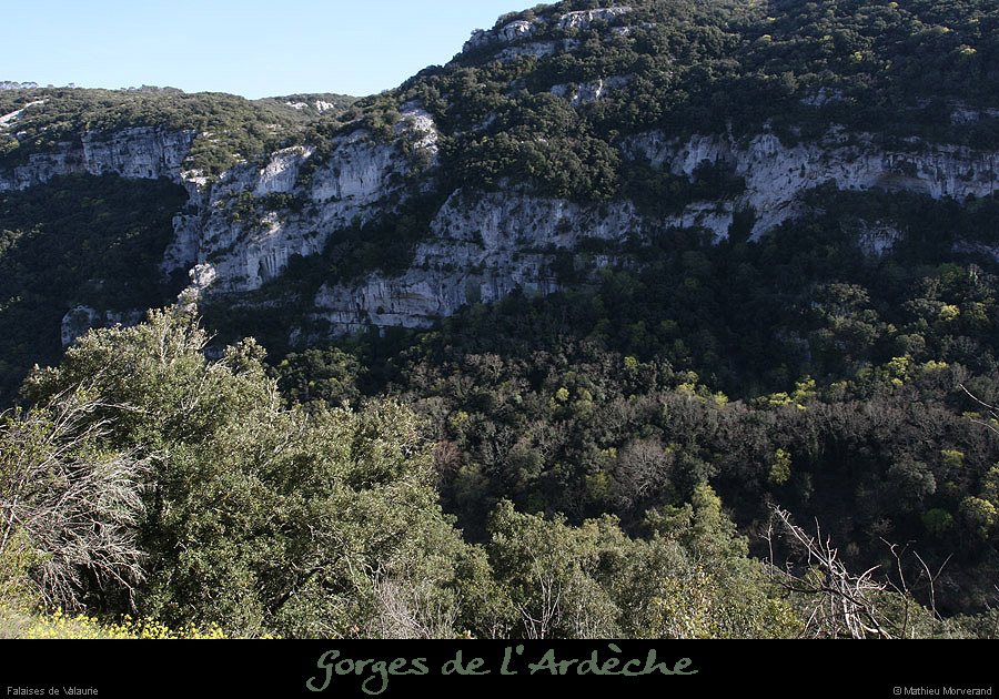 20100405_virevalauriederg5
