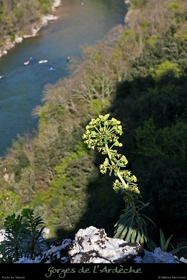 20100415_avpastieredeptevalaurie