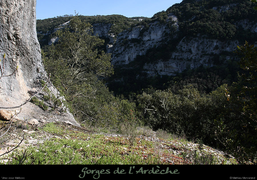 20100405_viressmalbosc1
