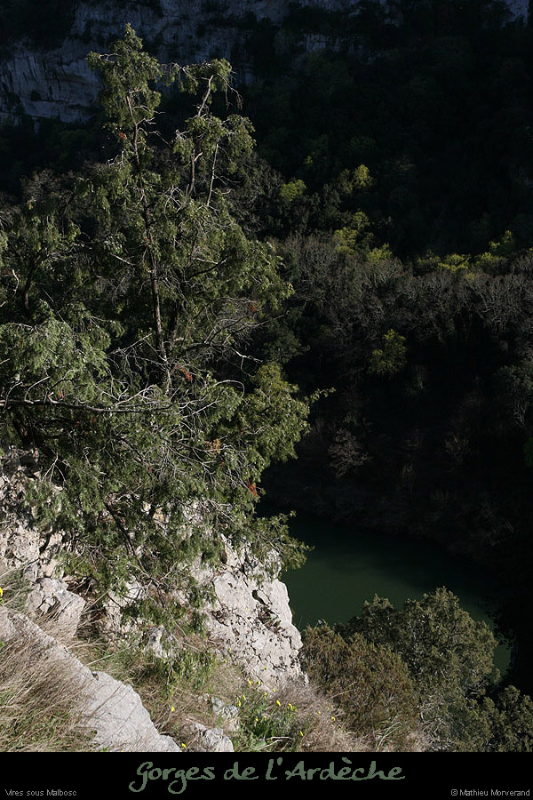 20100405_viressmalbosc3
