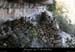 20100405_viresousmalbosc_abrisousrochea08