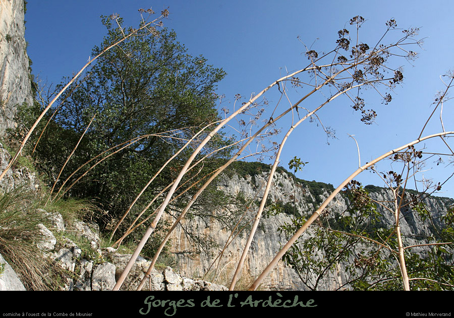 20080920_mounierw8