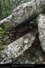 20160110_dolmenmalbosc15