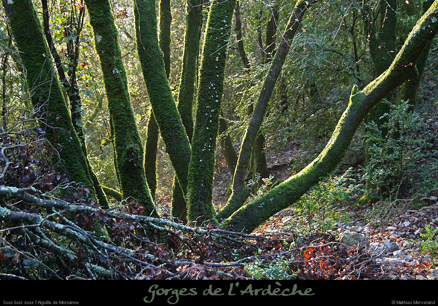 20061203_gorgesardeche_ssbois_3