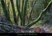 20061203_gorgesardeche_ssbois_3