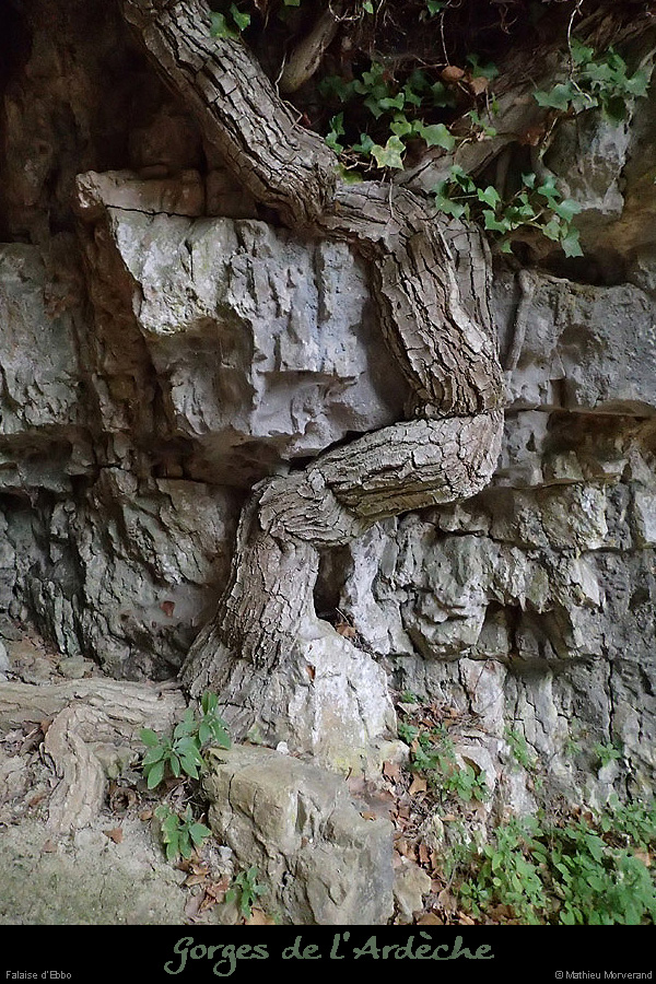 20130915_falaiseebbou_lierre1