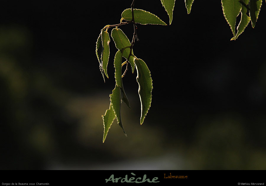 20110827_labeaume_chamontin_gorgesdelabeaume08
